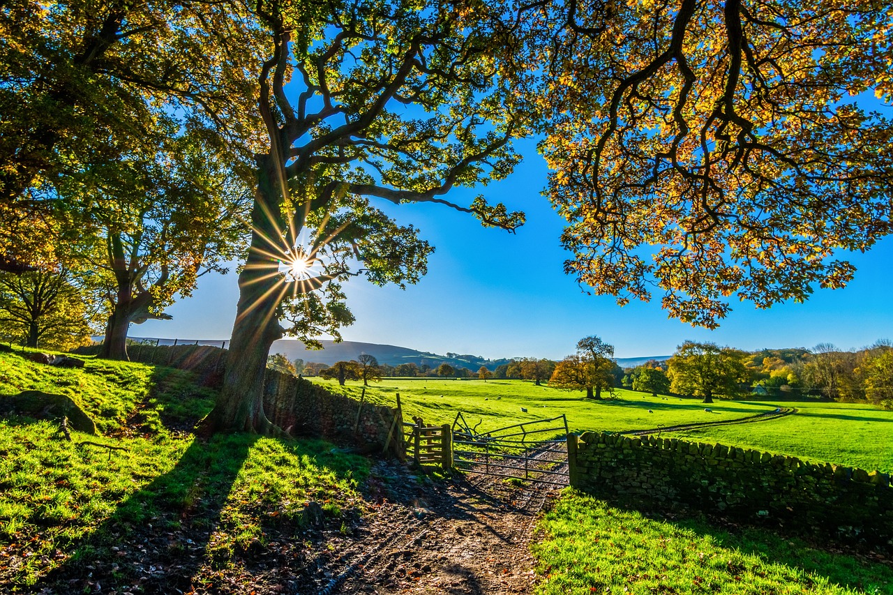 trees, farm, fence, farmland, stone fence, pastures, sunlight, grass, grasslands, fields, meadows, yorkshire, autumn, nature, sunshine, morning, landscape, farm gate, farm track, light, agriculture, stone wall, rustic